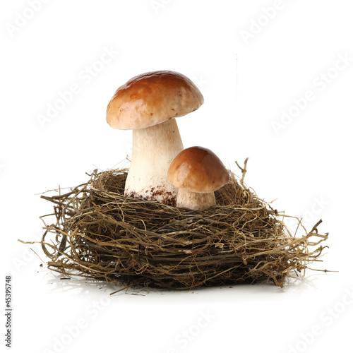 Two mushrooms in bird nest