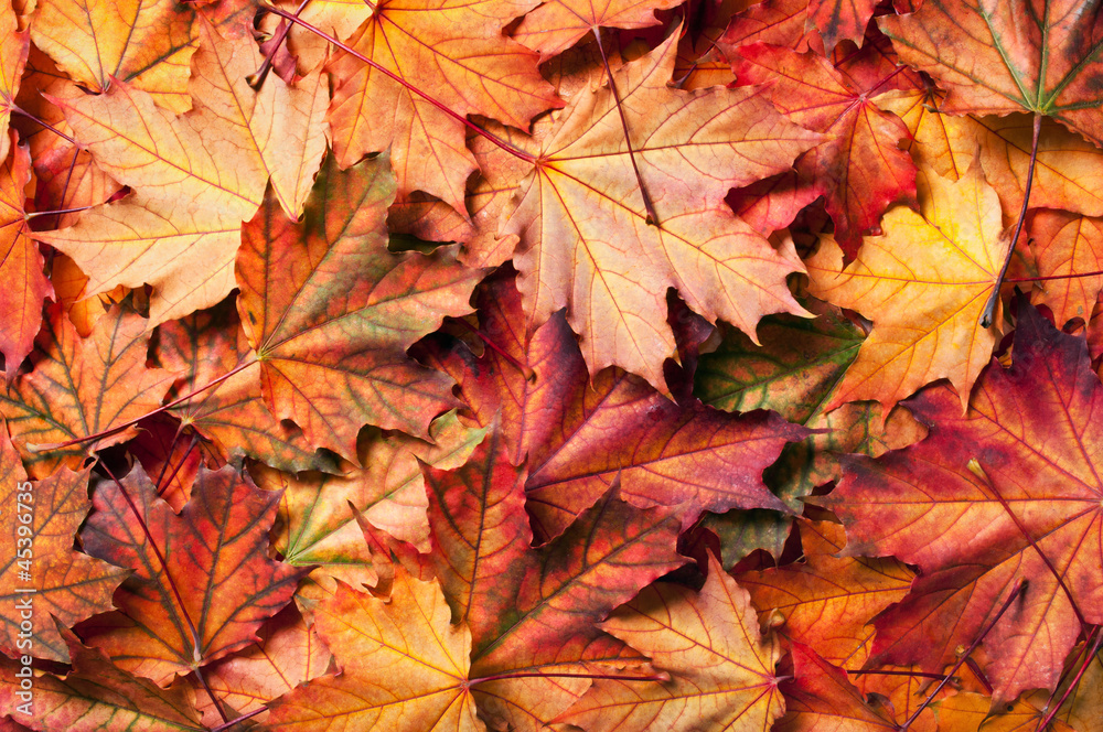 autumn background with maple leaves autumn background with maple leaves