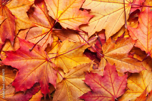 autumn background with maple leaves