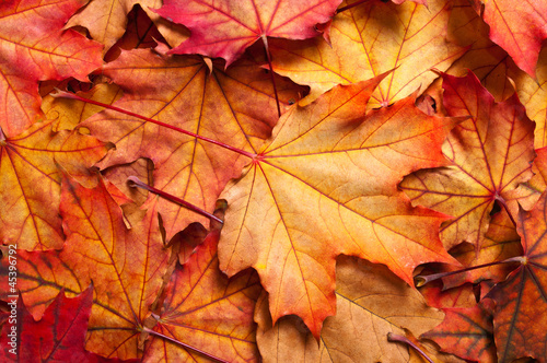 autumn background with maple leaves
