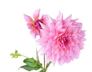 Keuken achterwand Dahlia Dahlia in warme herfsttinten  © Zbyszek Nowak