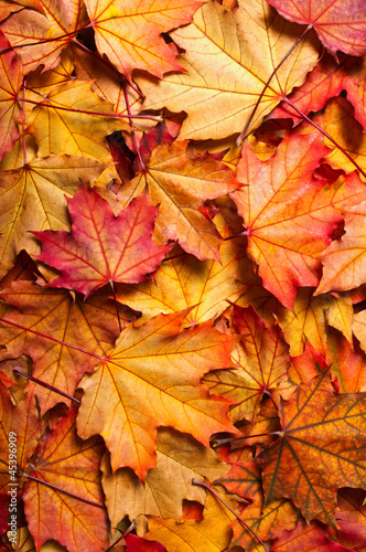 autumn background with maple leaves