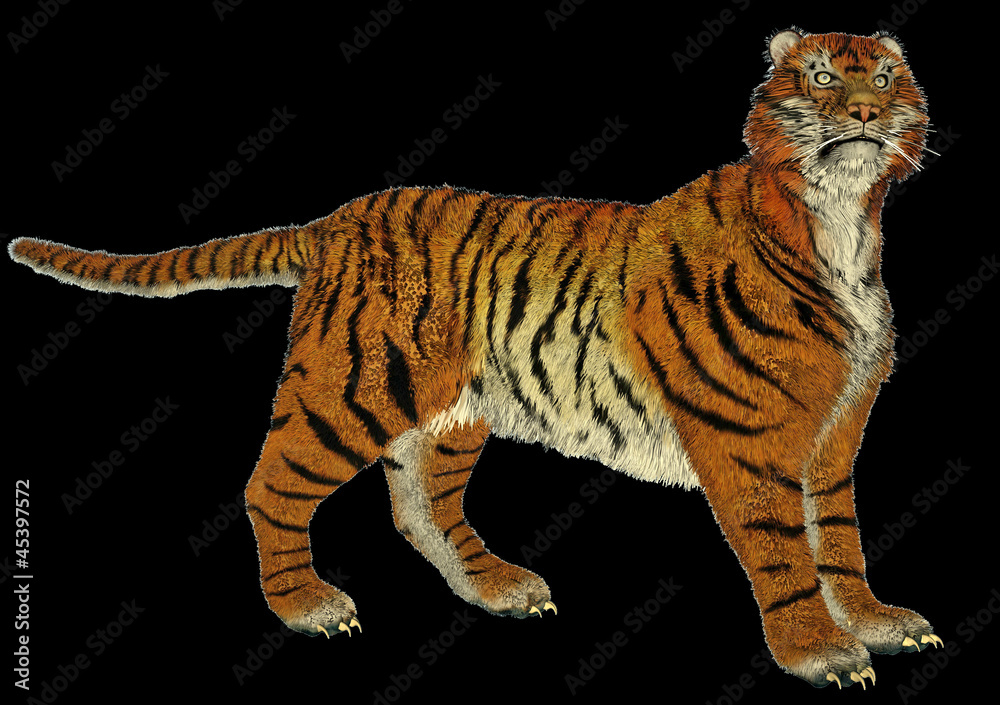 Obraz premium Tiger standing