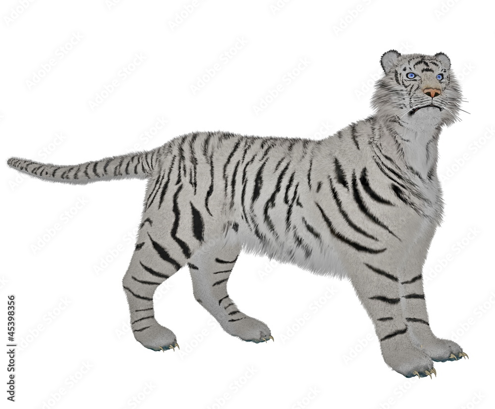 Obraz premium White tiger in alert