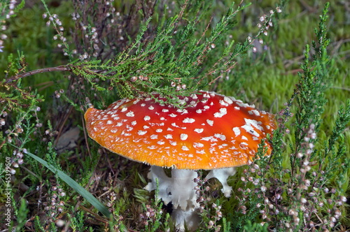 Mushroom