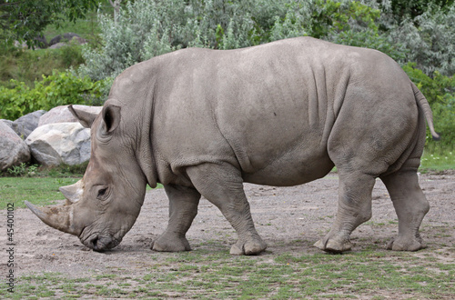 White Rhinoceros (Ceratotherium simum)