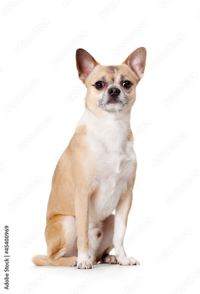 Sitting cute straw-colored doggy, isolated on white