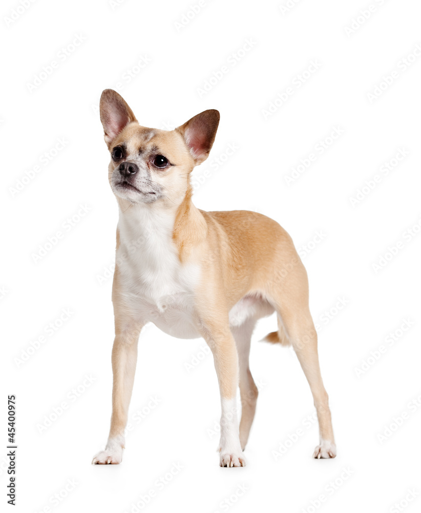 Standing on four paws pale yellow chihuahua dog