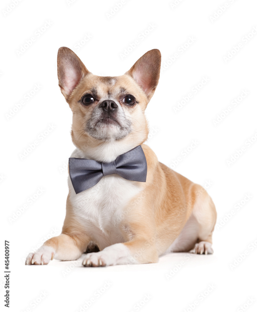 Lying doggy with bow tie, isolated on white