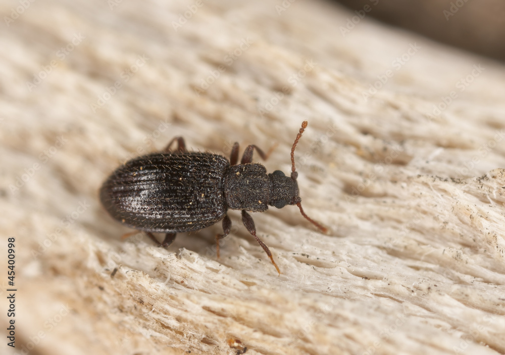 Scavenger beetle, Lathrius hirtus on wood