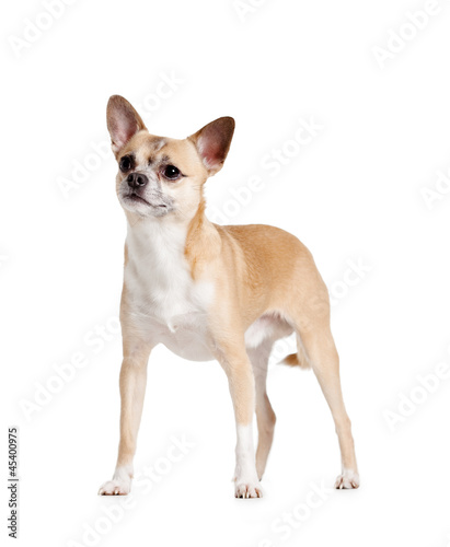 Standing on four paws pale yellow chihuahua dog