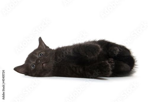 black kitten on white background