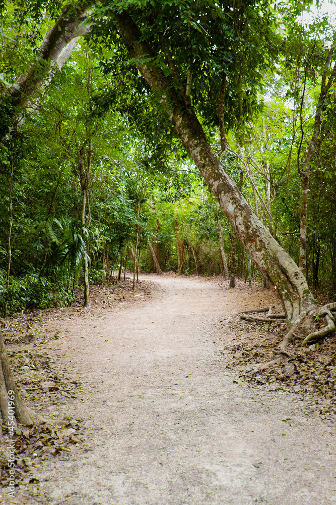 Fototapeta premium Forest Path