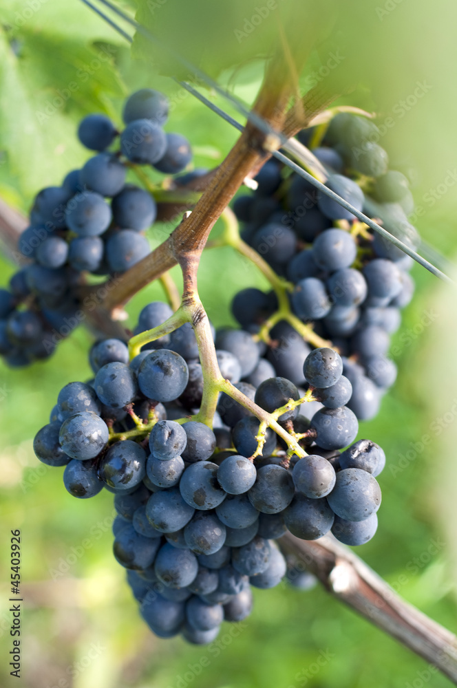 Red bunch of grape