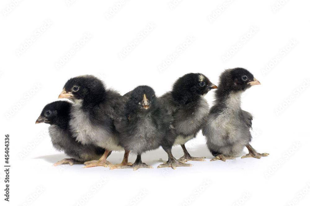 A group of cute black little chicks