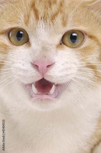 Close up red cat © camellias