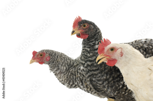 Head of three poultry