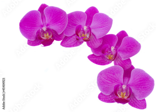 flowers of orchid frame