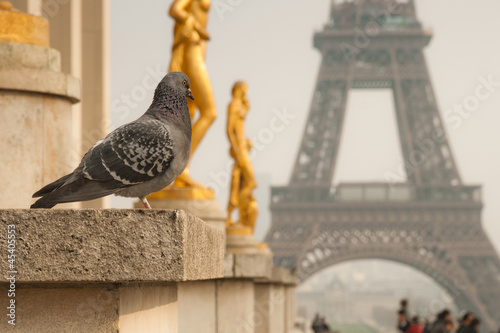 Eiffel Tower, view from Tocadero