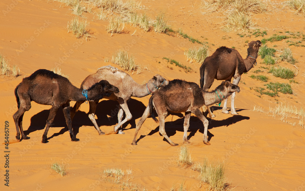 Naklejka premium Camel