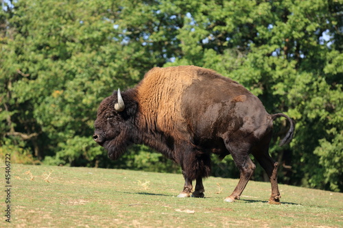 grand bison d'amérique