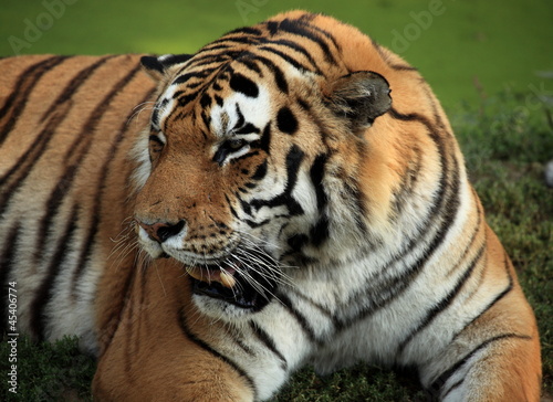 Fototapeta Naklejka Na Ścianę i Meble -  tigre du bengale mâle