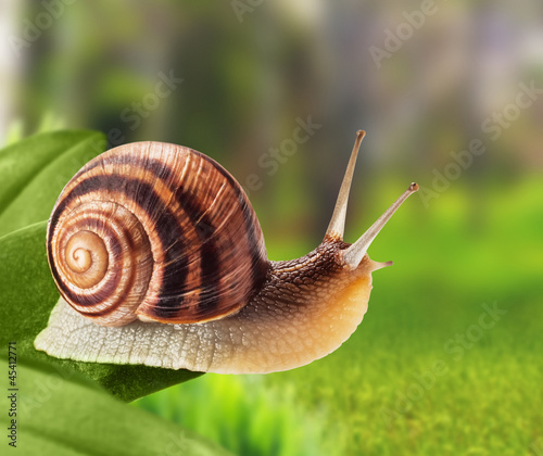 Garden snail © Buriy