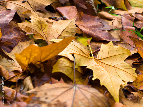 colored oak leaves autumn