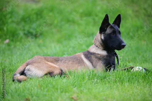 Fototapeta Naklejka Na Ścianę i Meble -  belgian malinois