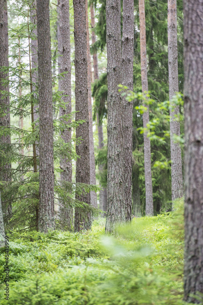 Fototapeta premium Fir trees in swedish forest