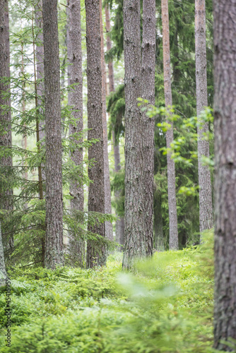 Fir trees in swedish forest