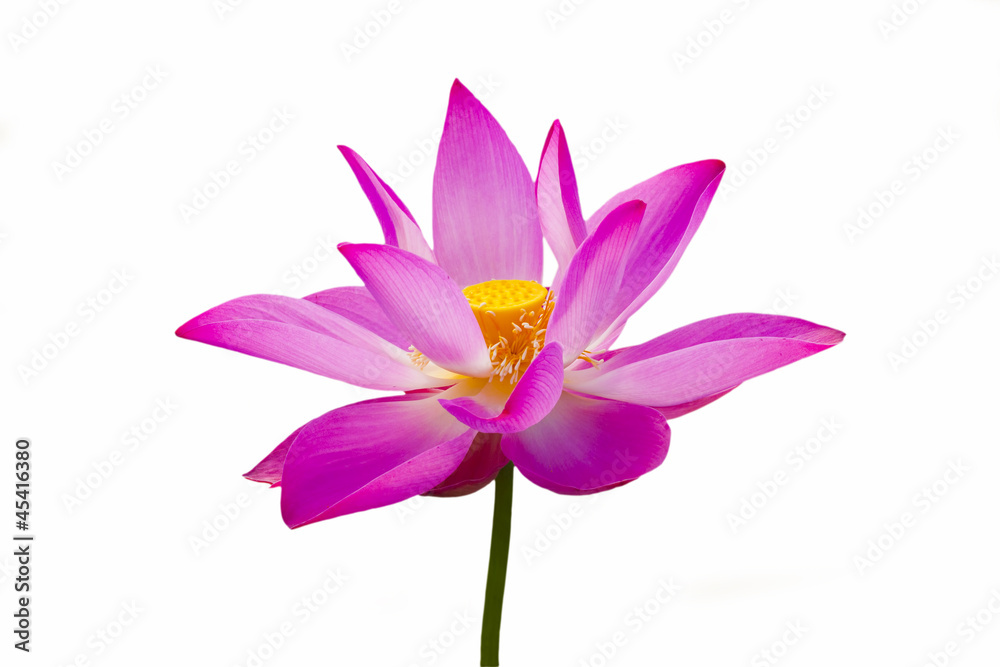 lotus is bloom lotus is bloom