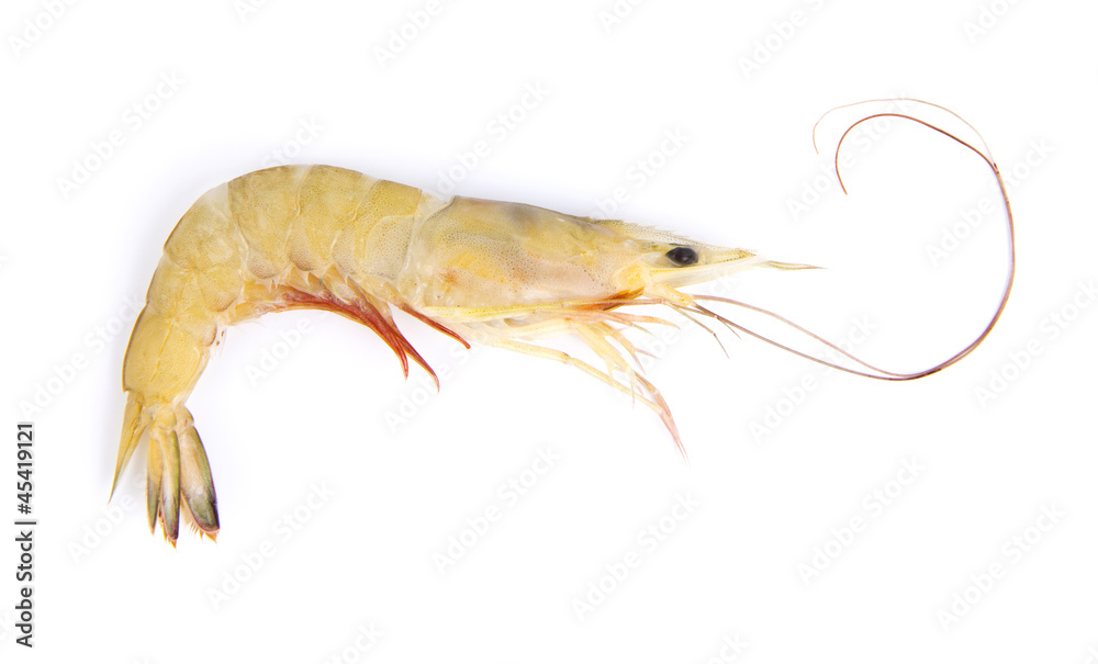 Raw shrimp Raw shrimp