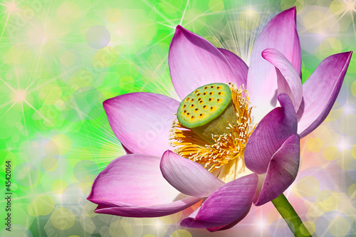 pink lotuses
