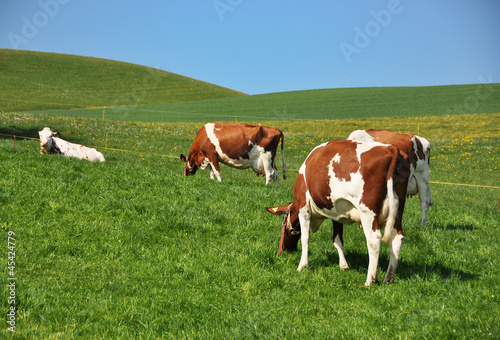 Cows in Emmental region, Switzerland © HappyAlex