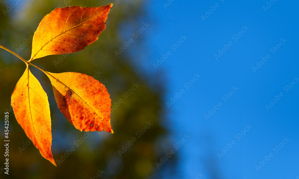 Obraz premium Autumn leaves