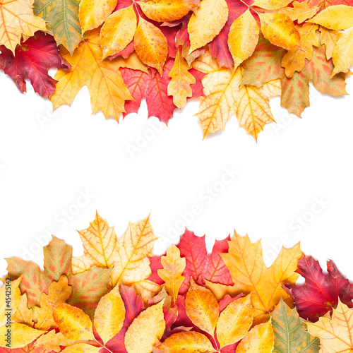 autumn leafs on white background
