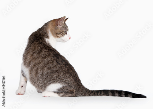 young brown bicolor domestic cat on white background photo