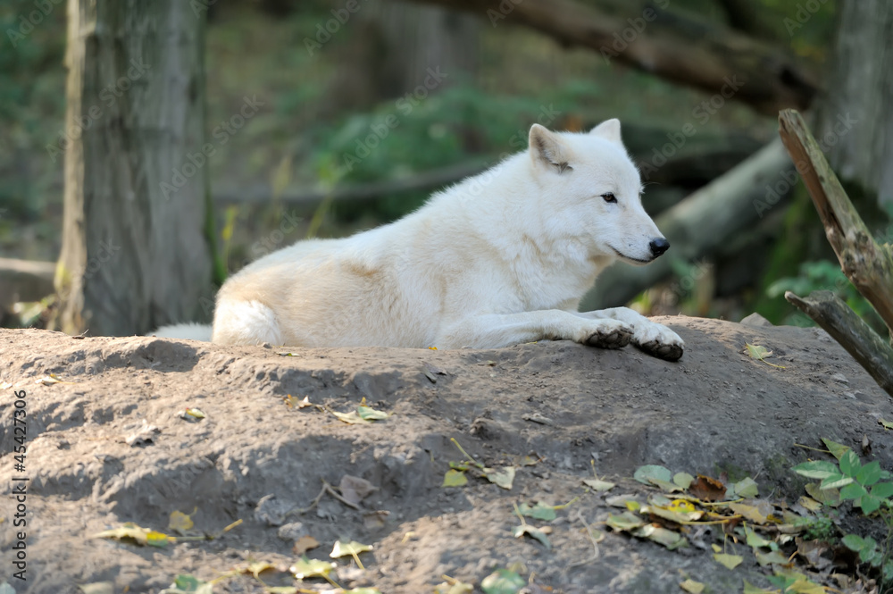 Wild wolf in the woods Wild wolf in the woods
