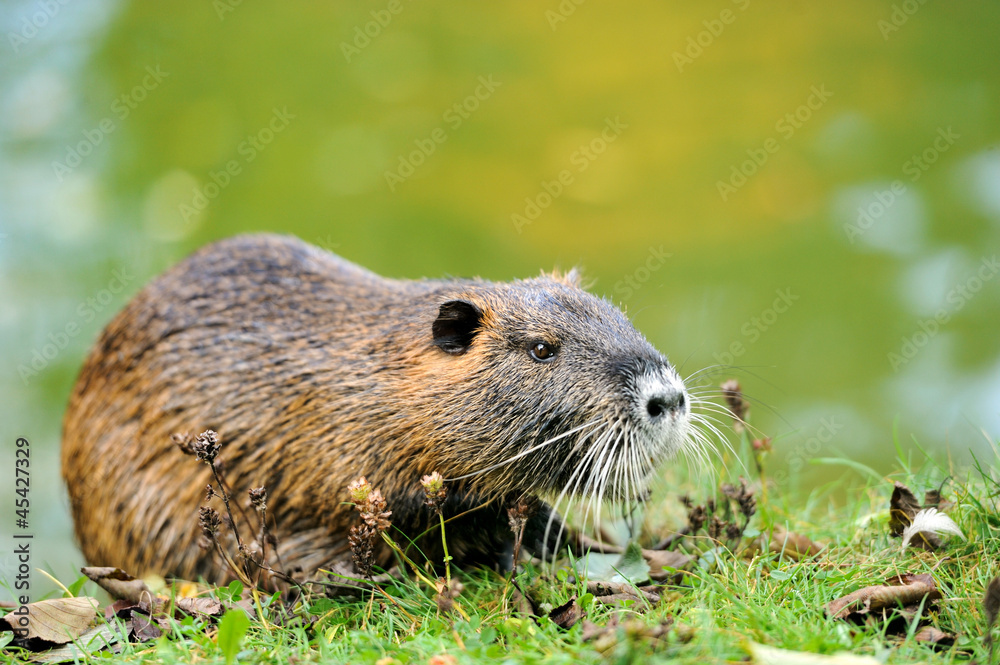 The muskrat (Ondatra zibethicus) The muskrat (Ondatra zibethicus)