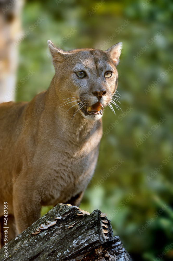 Fototapeta premium Cougar