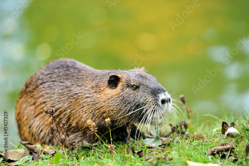 The muskrat (Ondatra zibethicus)
