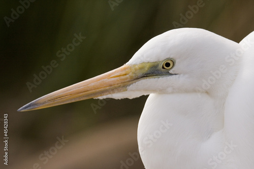 Egret, Australia