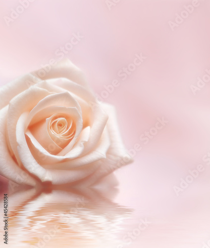 Rose on a light pink background