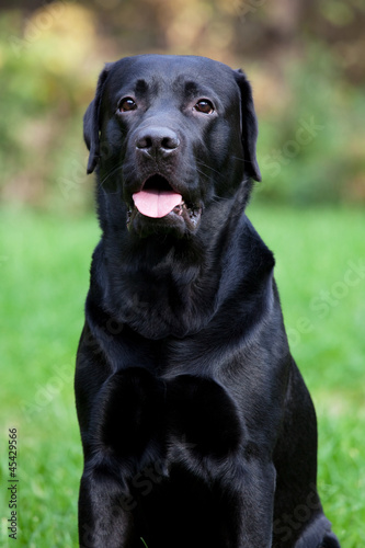 Black labrador retrieve © dimedrol68