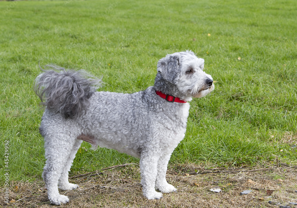Bichon frise poodle cross breed standing looking