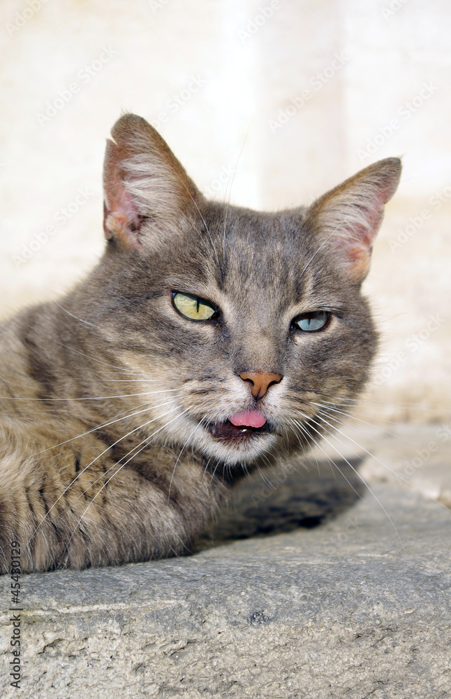 Portrait de chat aux yeux vairons Portrait de chat aux yeux vairons
