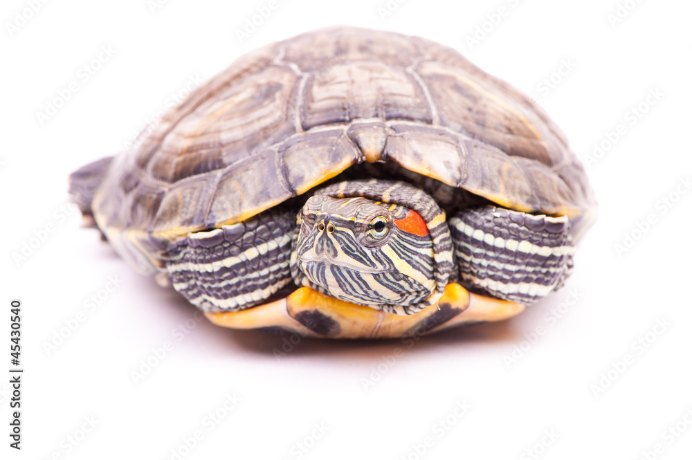 one Pond slider isolated on the white background one Pond slider isolated on the white background