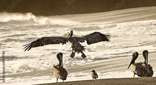 pelican landing gualala california