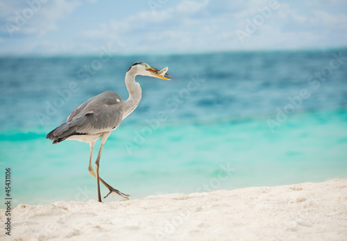Egret with fish in beak © Sergey Novikov